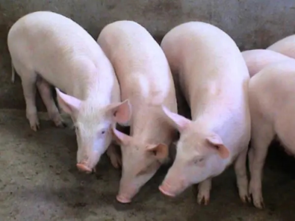 2023年11月10日全国各地生猪价格行情走势表