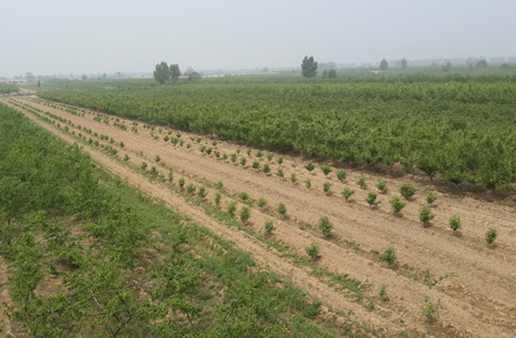 图为项目地块现状