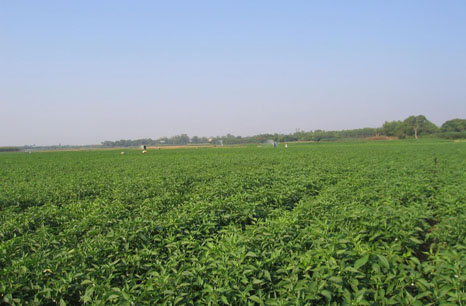 图为调研青椒种植基地